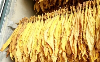 余慶縣：木屑顆粒機(jī)生物質(zhì)顆粒燃料烤房助力烤煙產(chǎn)業(yè)提質(zhì)增效